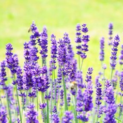 Odoo • Image and Text